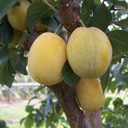 Plum-Apricot 'Aprimira'